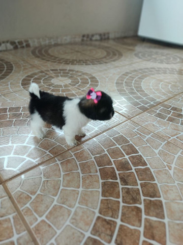 Última fêmea tricolor saudável