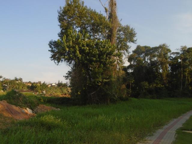 Terreno para alugar em Floresta, Joinville cod:06772.001 - Foto 4