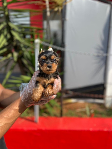 Yorkshire Terrier, filhotes com pedigree ^-^ * Alexandre - Foto 3