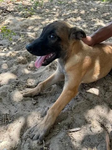 Pastor Malinois - Cães - OLX Portugal