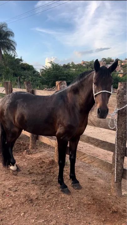Cavalo Castrado Marcha Picada 9  Anos ( Somente Venda) - Foto 3