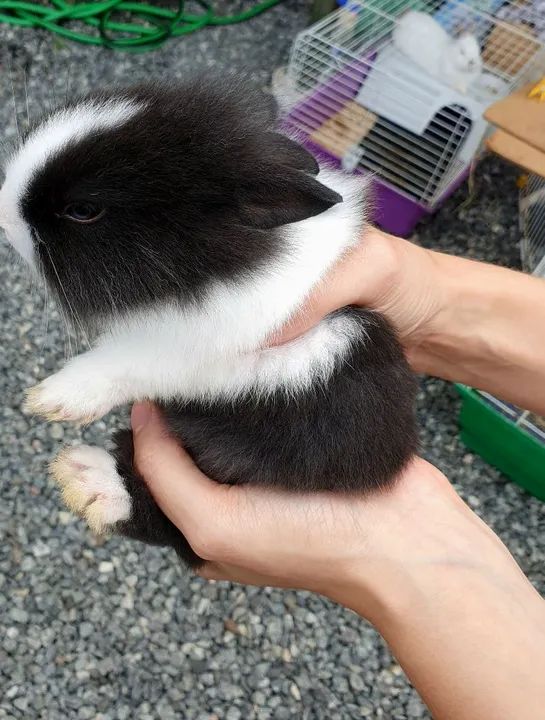 Coelhos Mini dócil  - Foto 5