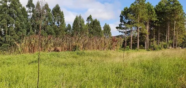 Excelente terreno em Piedade - Foto 15