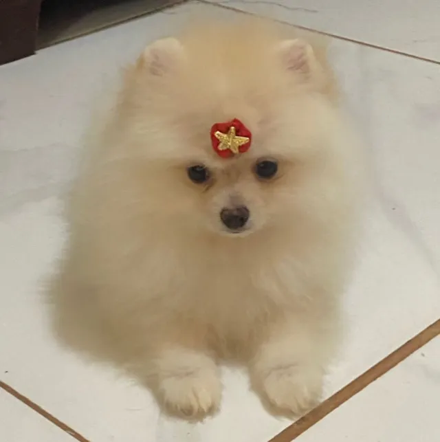 Lindos Lulu da Pomerania anão pronta entrega