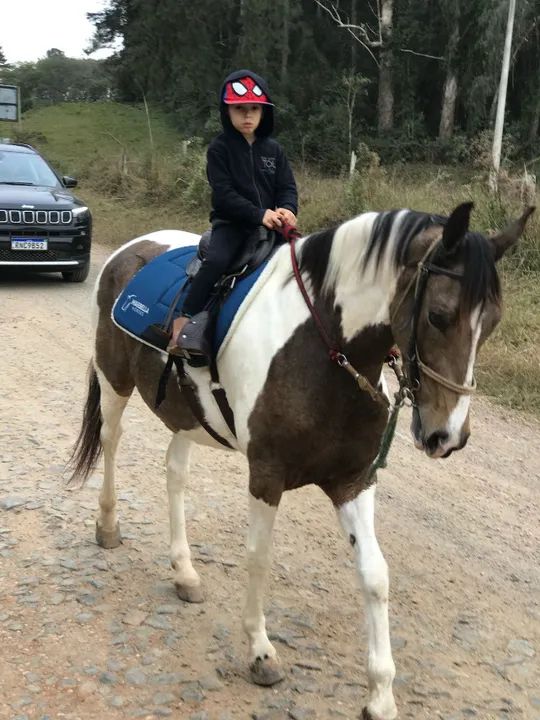 Égua Mangalarga - Pelagem Pampa - Foto 4