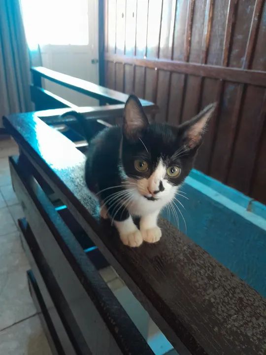 Gatinha linda e um machinho - Foto 2