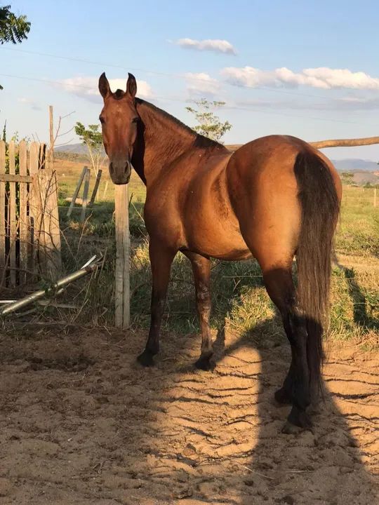 Egua Mangalarga Marchador - Foto 2