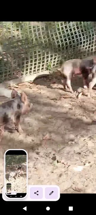 Leitões para engorda