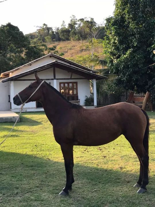 Egua Mangalarga Marchador - Foto 4