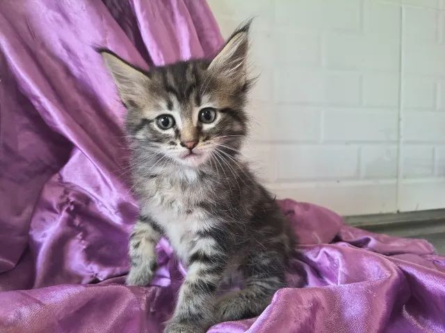 Maine Coon Filhote gato gigante  - Foto 2