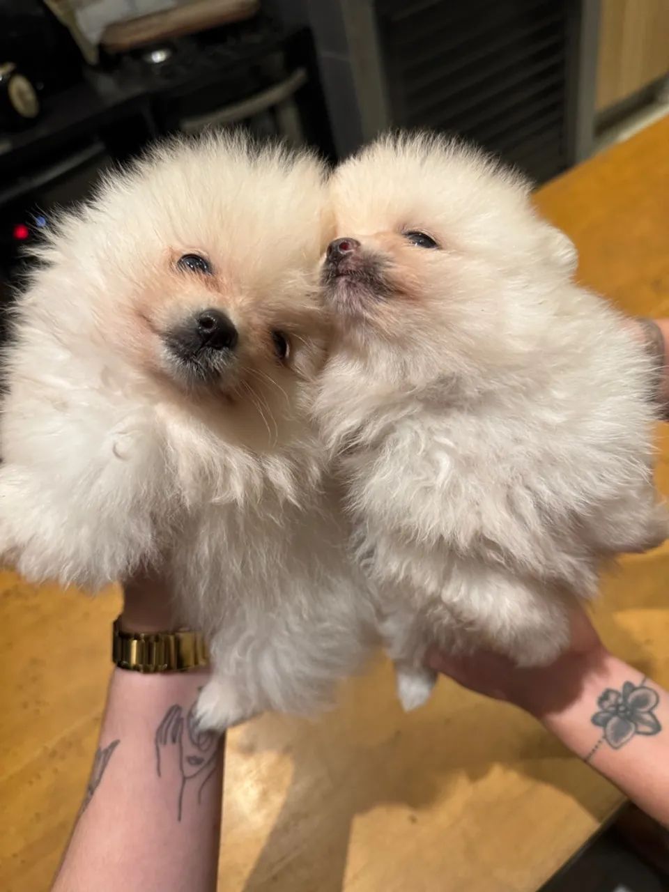 Vendo Lulu da pomerania  - Foto 2
