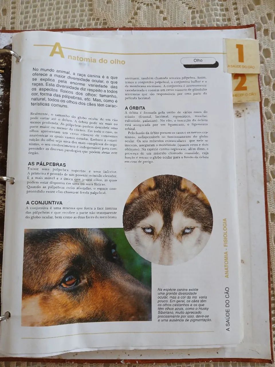 Coleção Clássica Nossos Amigos 'Os Cães' - Foto 5