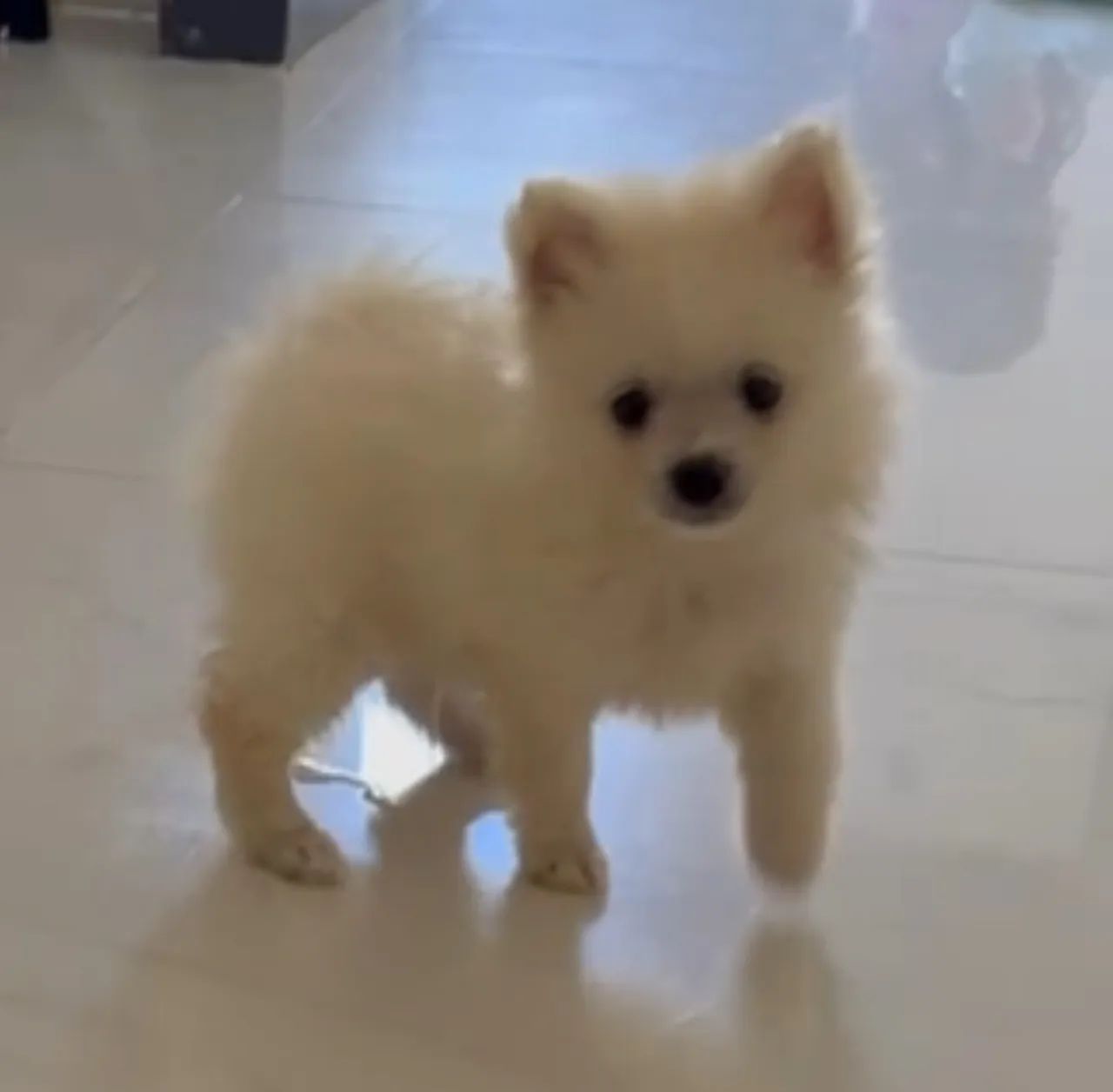 Machinho Lulu da Pomerânia com Pedigree (Opcional)