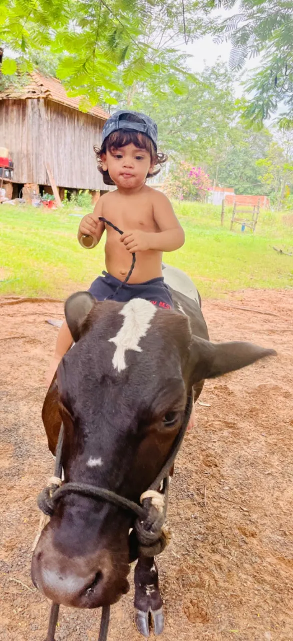 Mini vaca leiteria