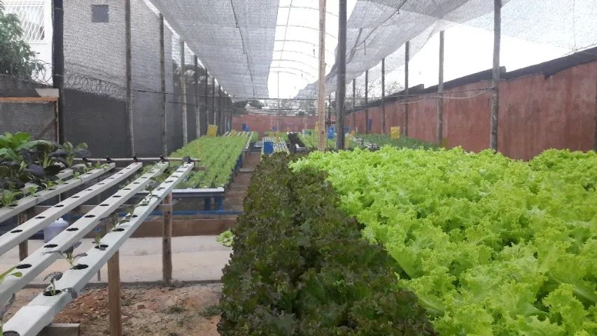 Estufa Hidropônica *Excelente Oportunidade de Negócio* - Foto 3