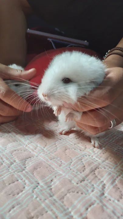 filhotes de chinchila 