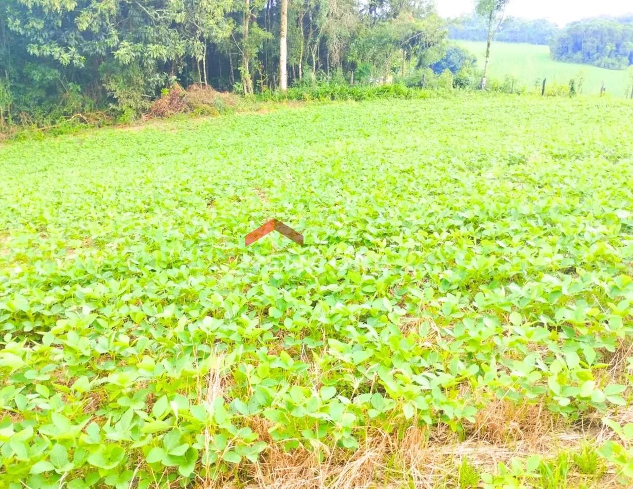Lote em Rua Acre - Campina das Pedras - area rural - Araucária/PR - Foto 2