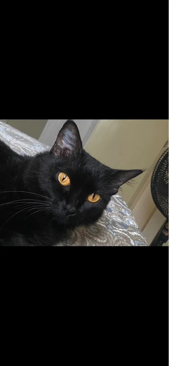 Gata castrada para adoção