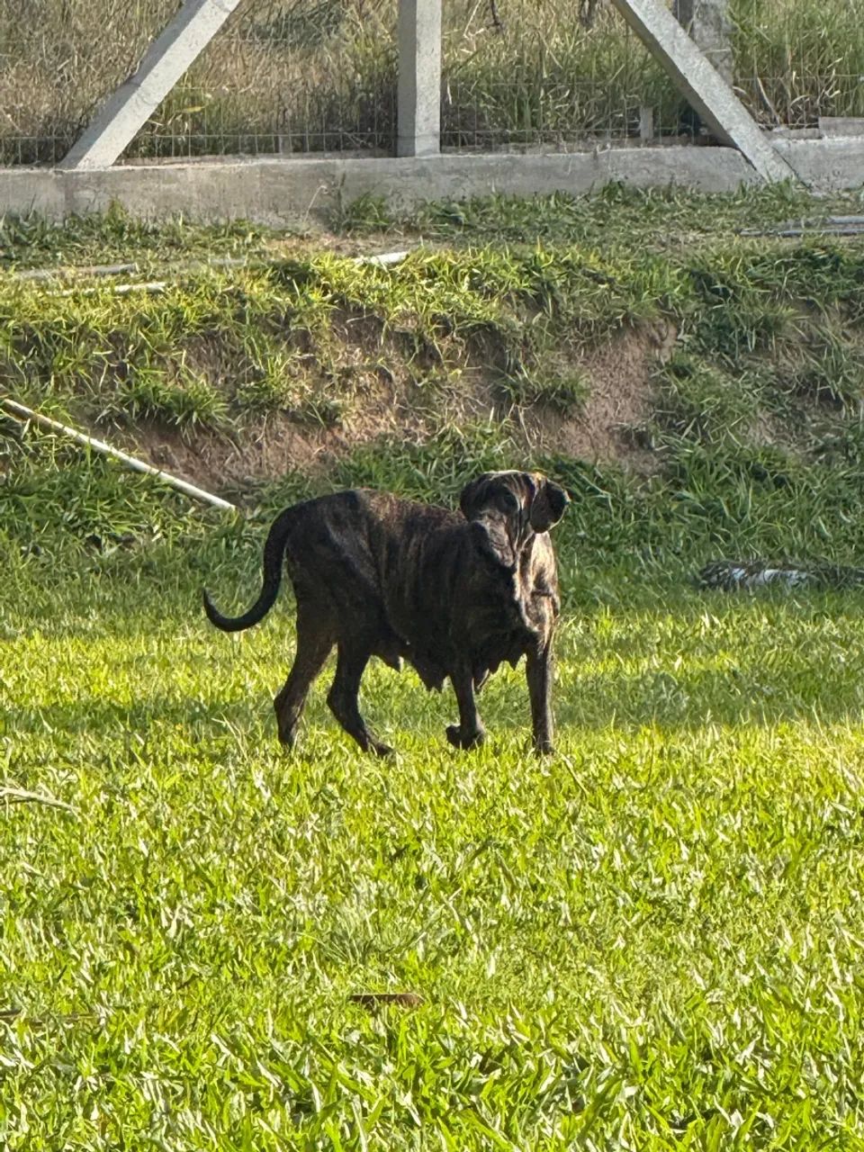 FILHOTES DE FILA BRASILEIRO  - Foto 3