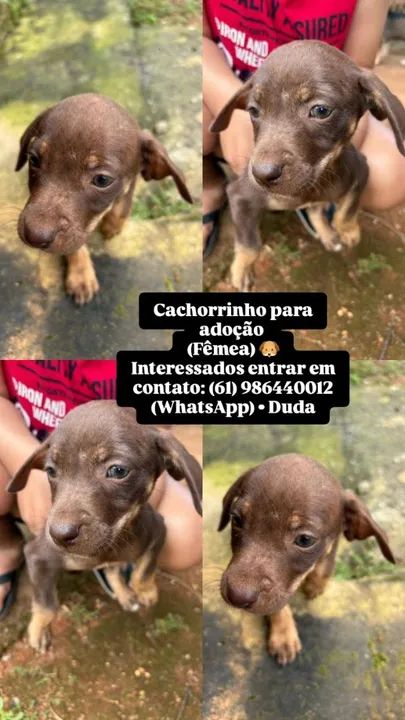Cachorrinhas para adoção - Fêmeas - Foto 5