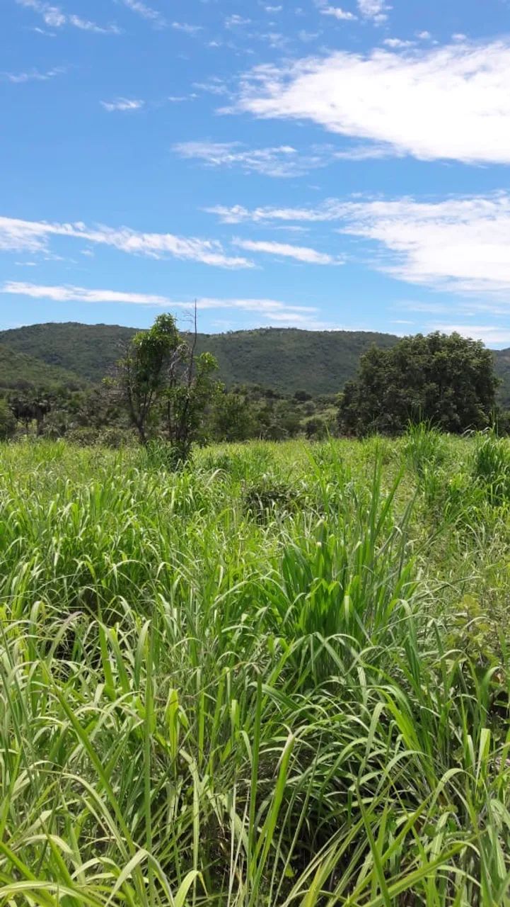 FAZENDA 43,5 ALQ  - Foto 3