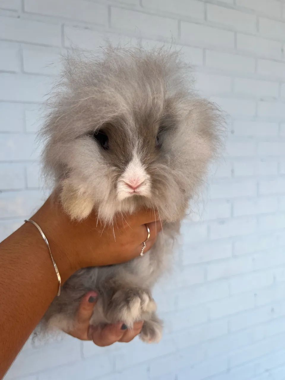 mini coelho raça teddy64684501987971123