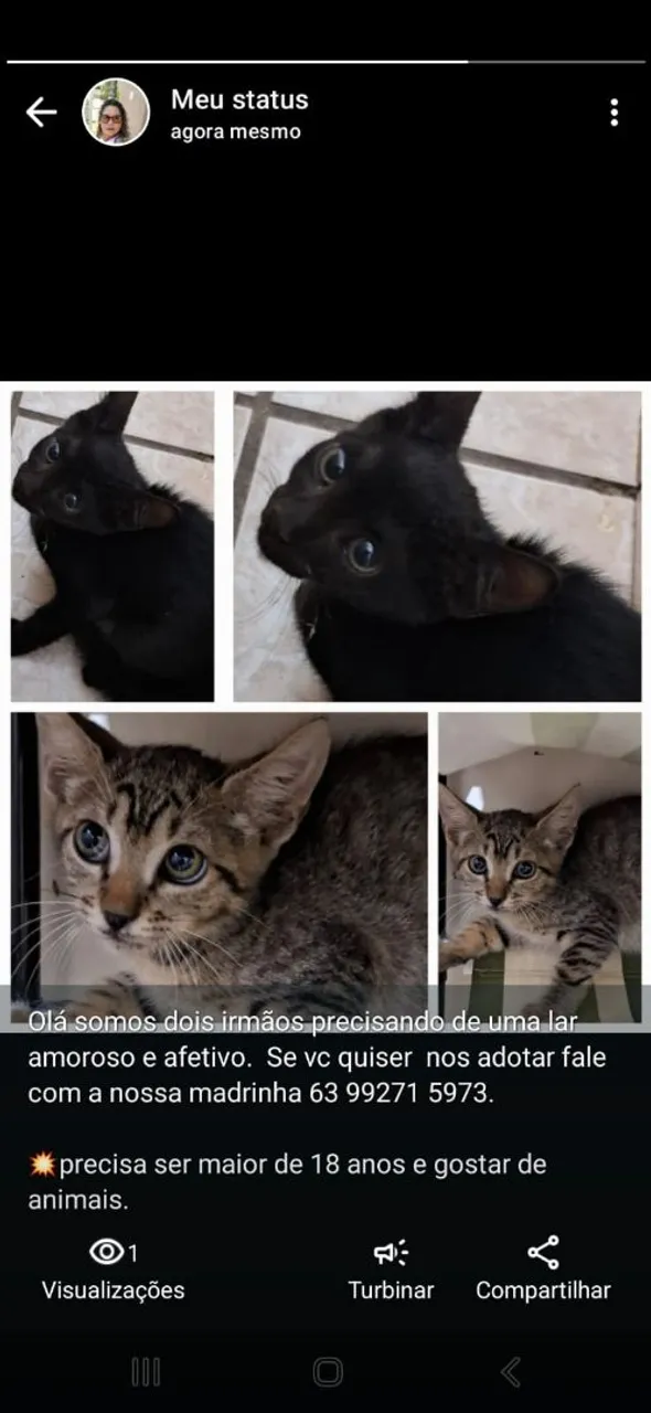 Filhotes fofos de gatinhos. 