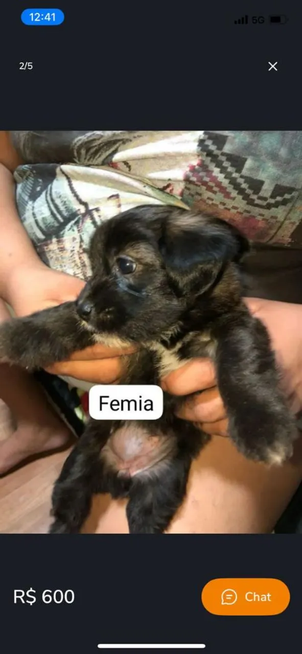Filhote Fêmea - Femia e um macho