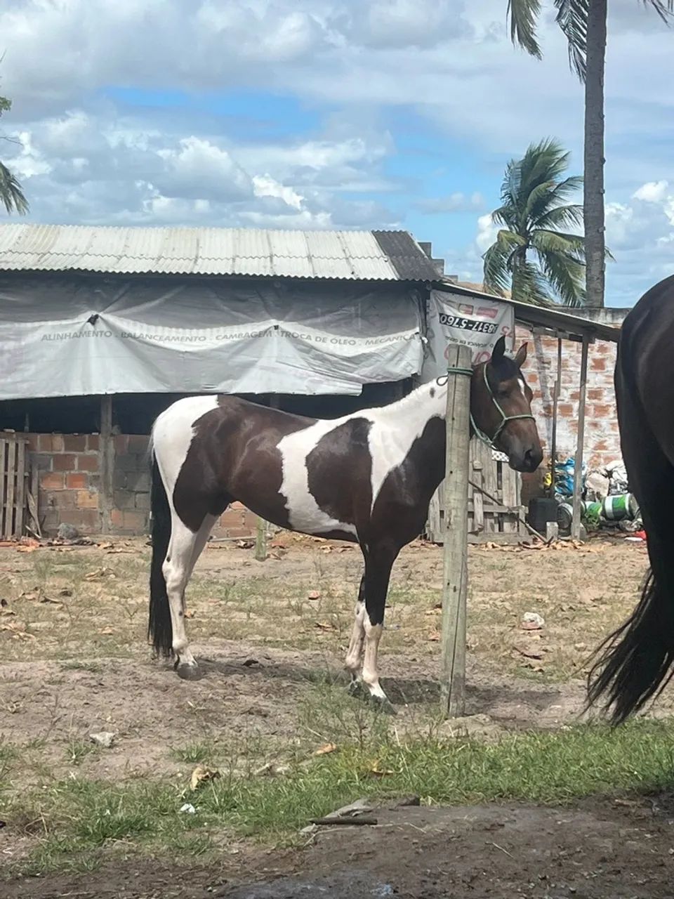 Mangalarga registrado marcha picada  - Foto 4