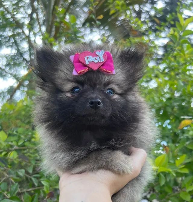 encontre seu verdadeiro amigo aqui - Foto 2