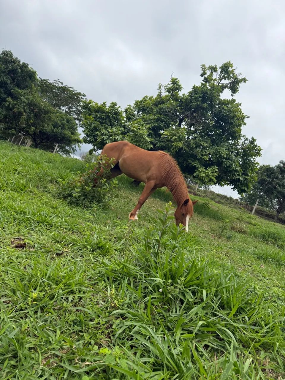  2 ÉGUAS E 1 CAVALO - Foto 3