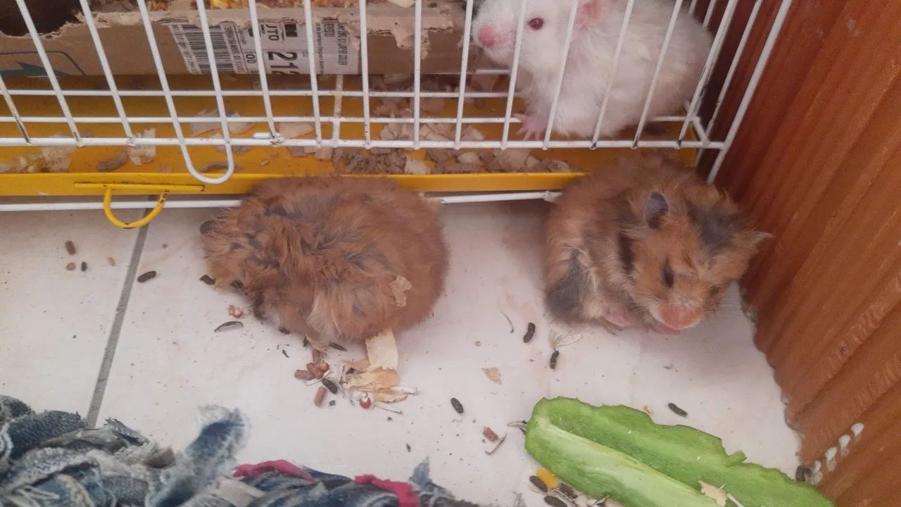 Hamster ? - Foto 3