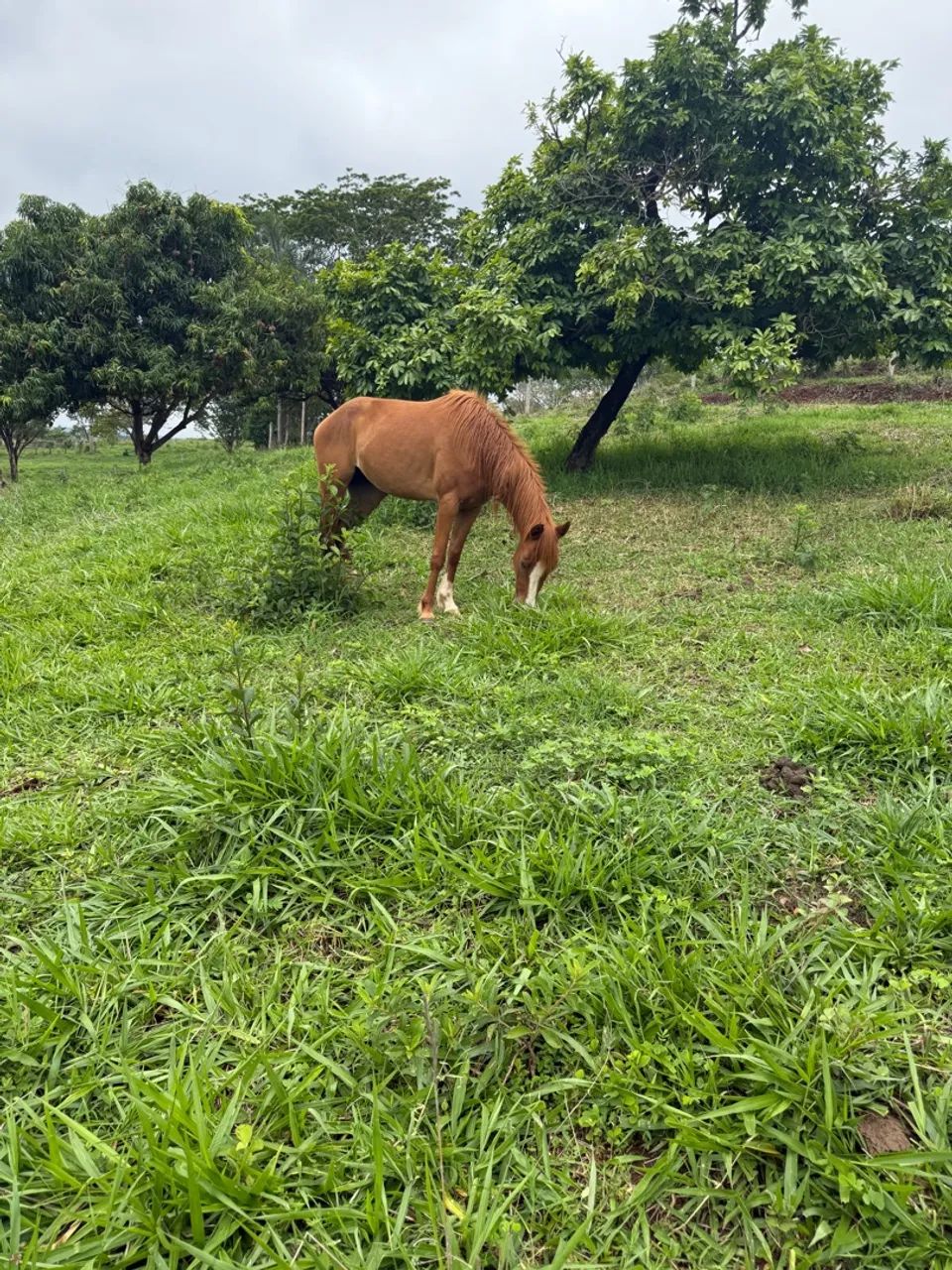  2 ÉGUAS E 1 CAVALO - Foto 4