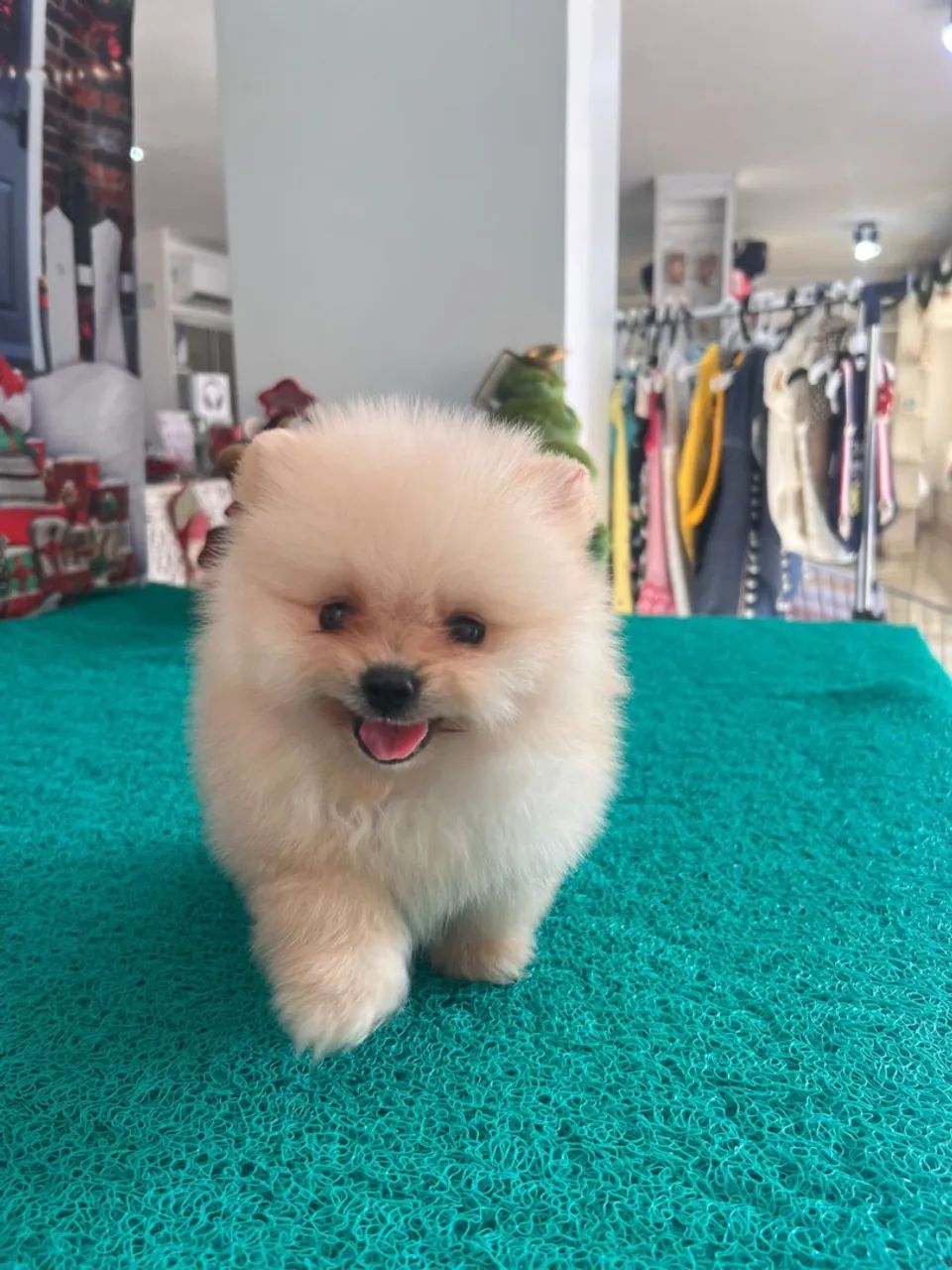 Lulus com lindas variações de cores e pelagens