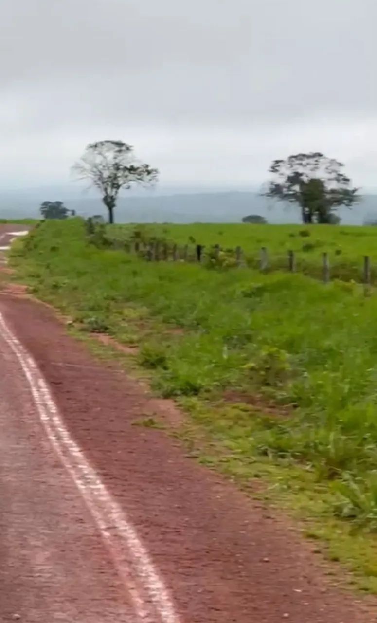 Soja milho ou pecuária  - Foto 5