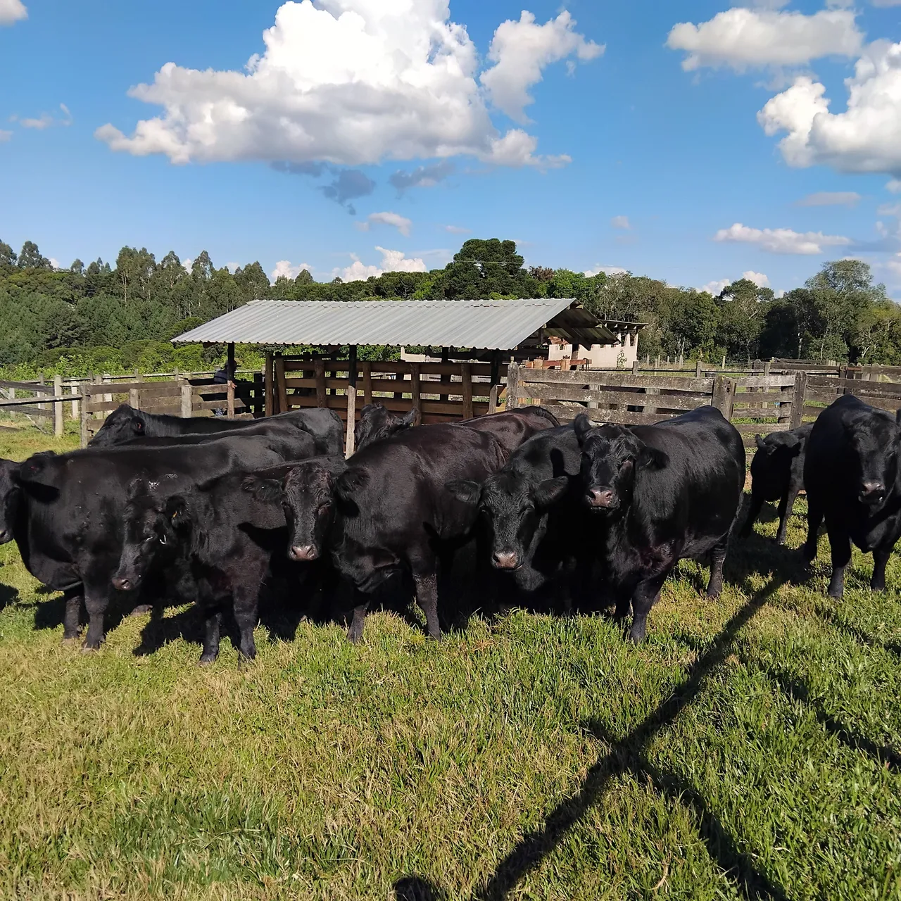 Vacas Gado Angus para Criadores