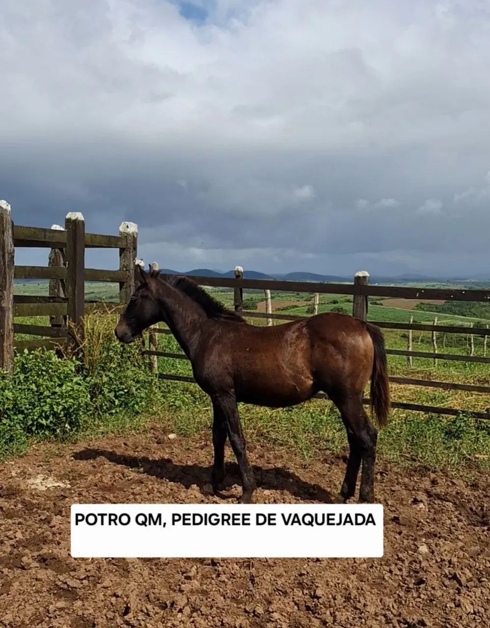 Potro Quarto de Milha 