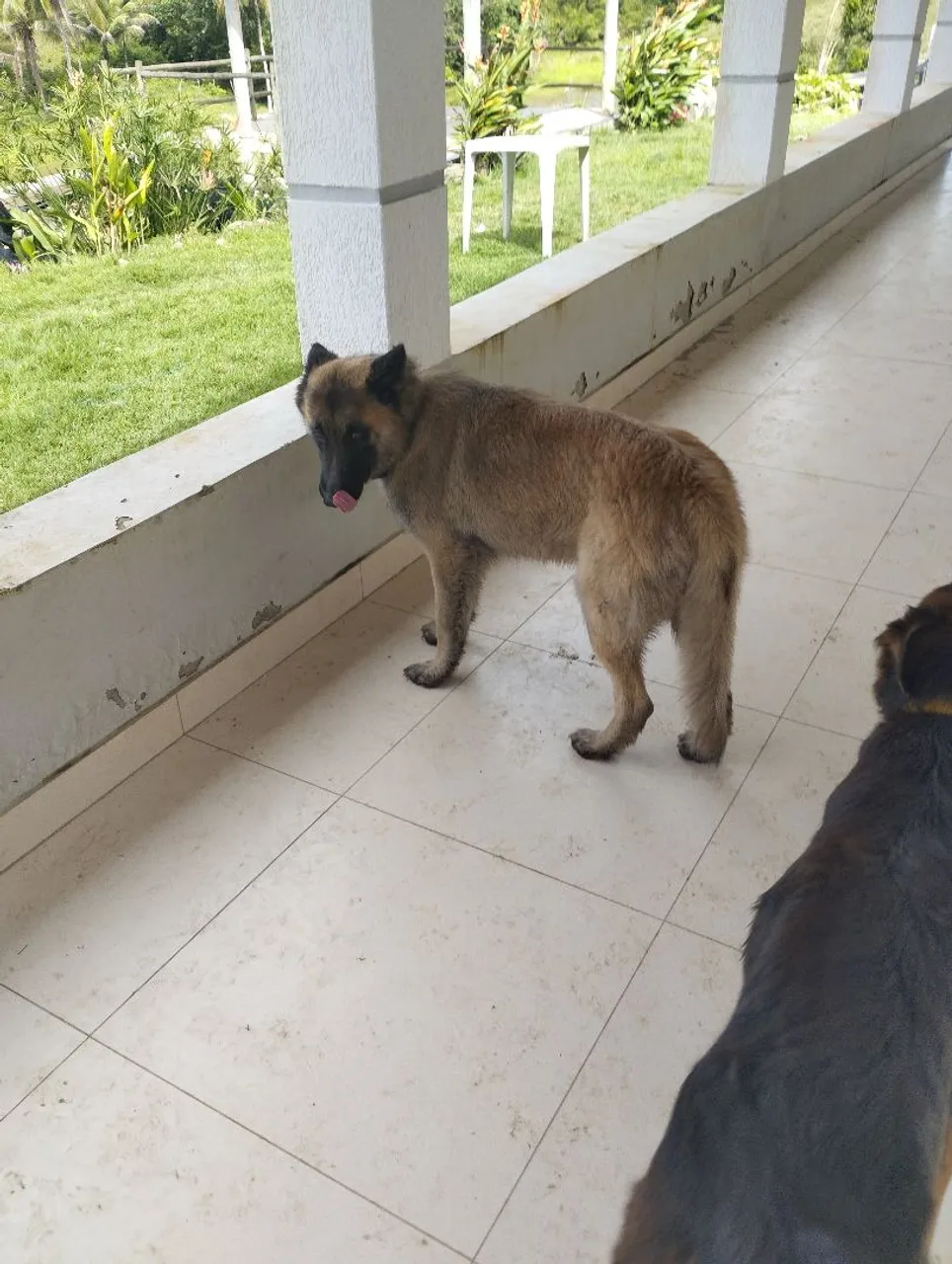 Cão da raça Pastor Belga Malino macho com 3 anos de idade.vacinado.vermifulgadois