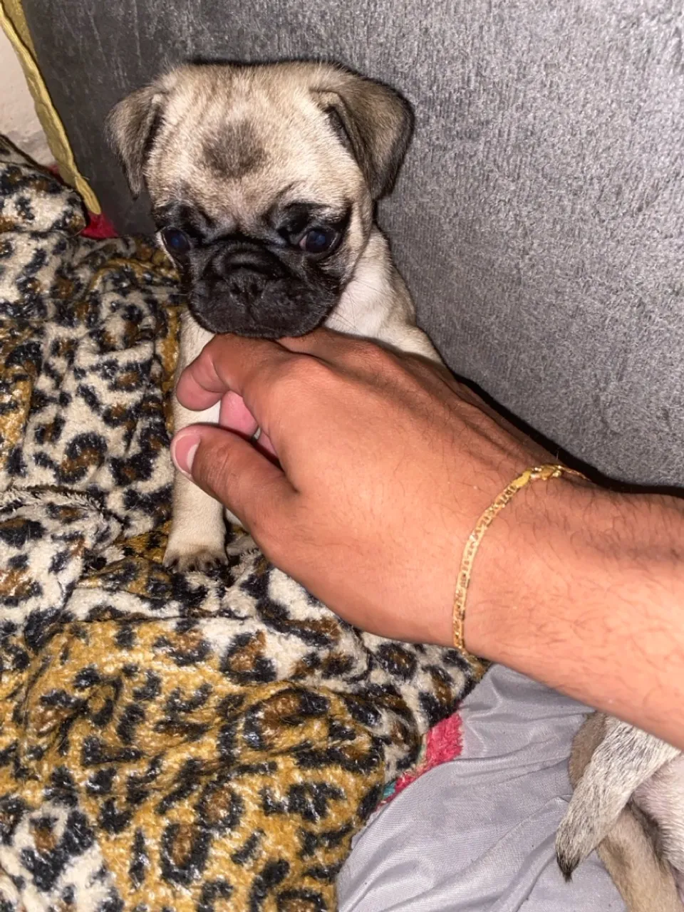 Filhote de Pug Fêmea
