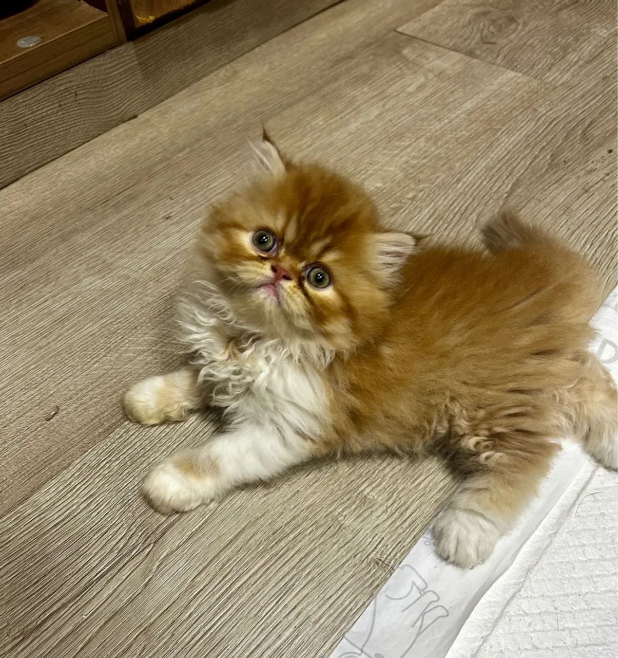 Vende-se gatas mini persas  - Foto 4