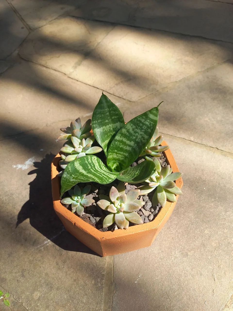 Suculentas no vaso (mini-espada-de-são Jorge, cactos, lambari roxo) - Foto 4