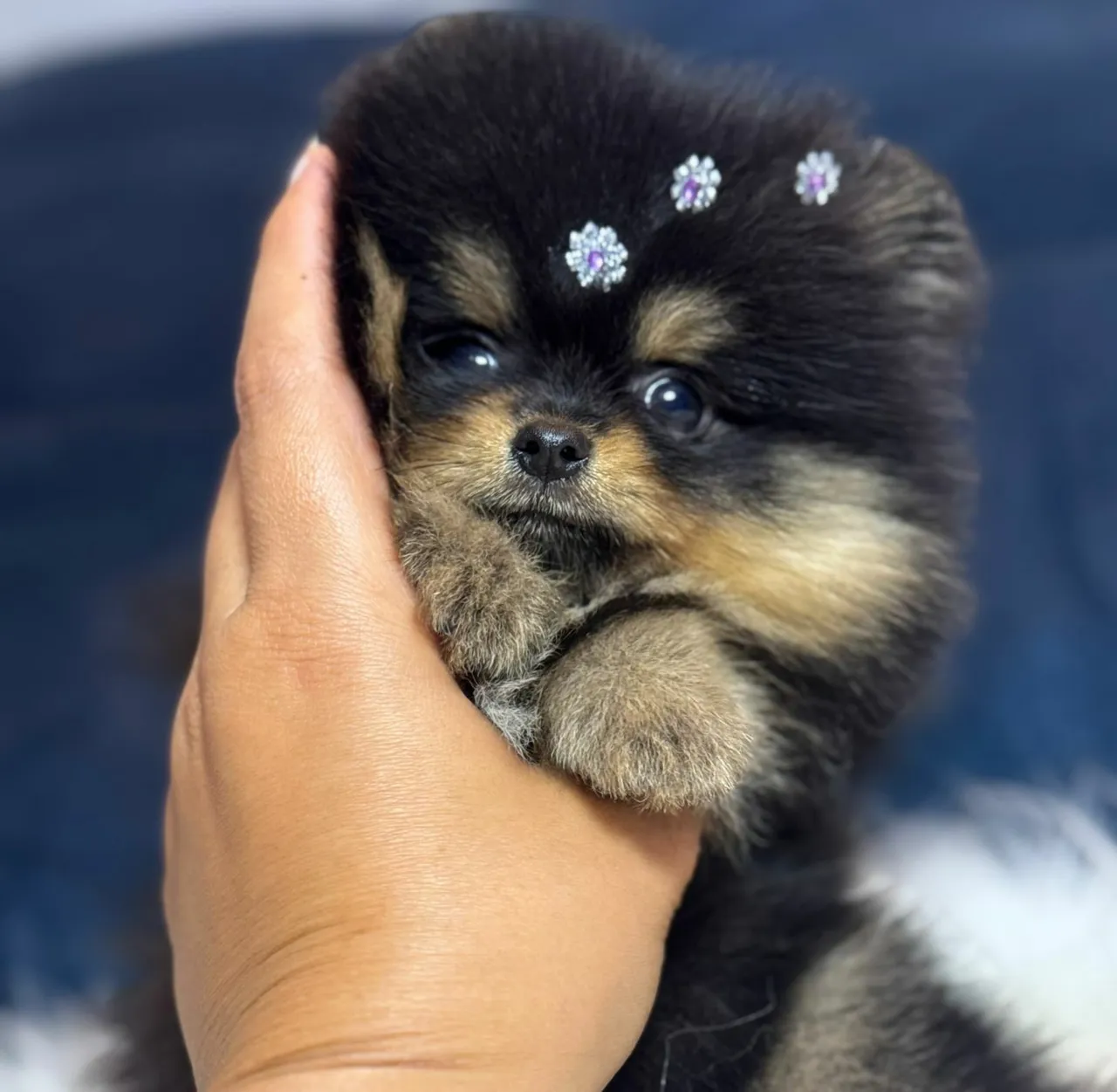 Spitz alemão anão miudinho macho