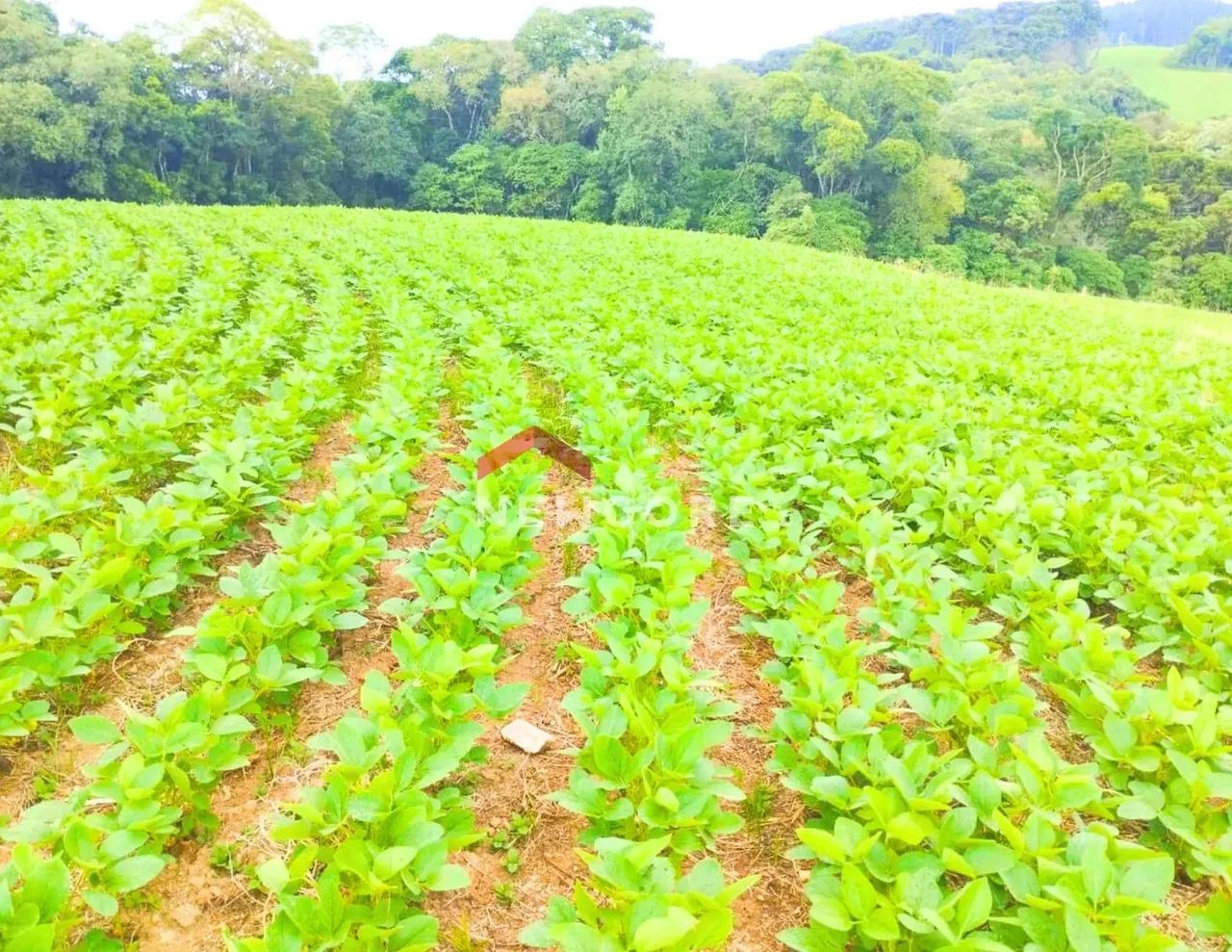 Lote em Rua Acre - Campina das Pedras - area rural - Araucária/PR - Foto 4