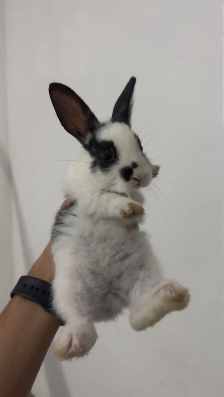 Coelhos filhotes  - Foto 3