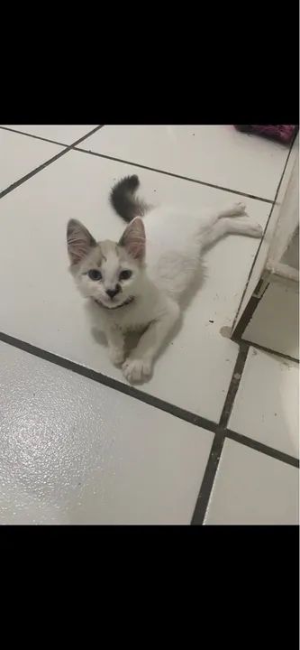 Doa-se gatinhos, um macho e uma fêmea  - Foto 2