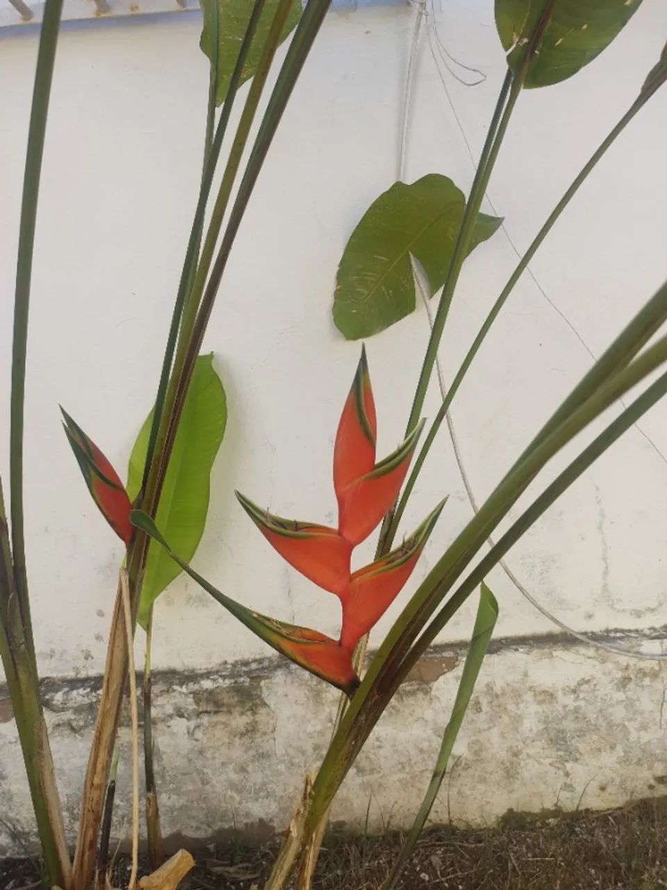 Muda de planta Pássaro de Fogo 
