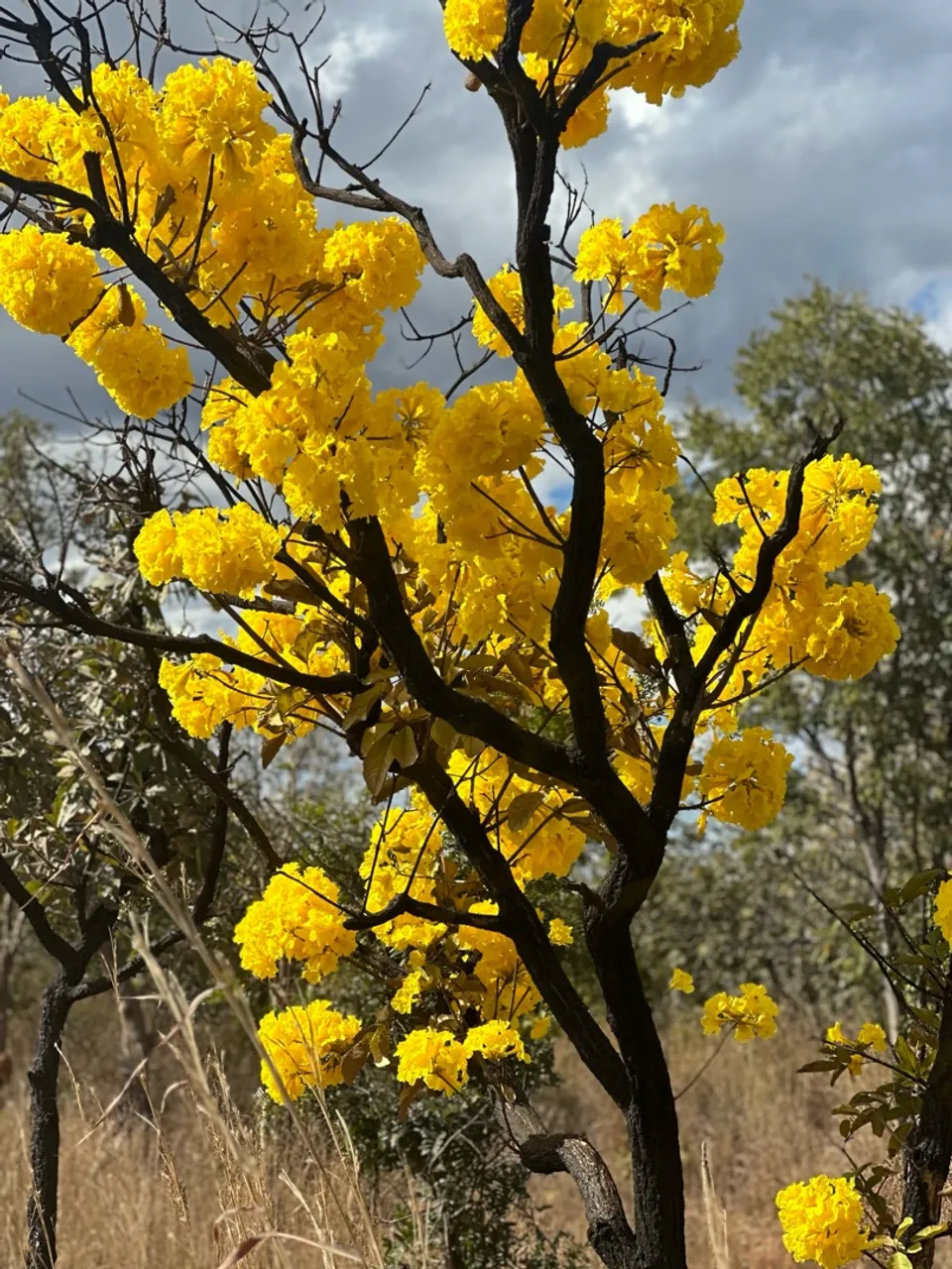 Ipê Amarelo Florido - Muda Linda