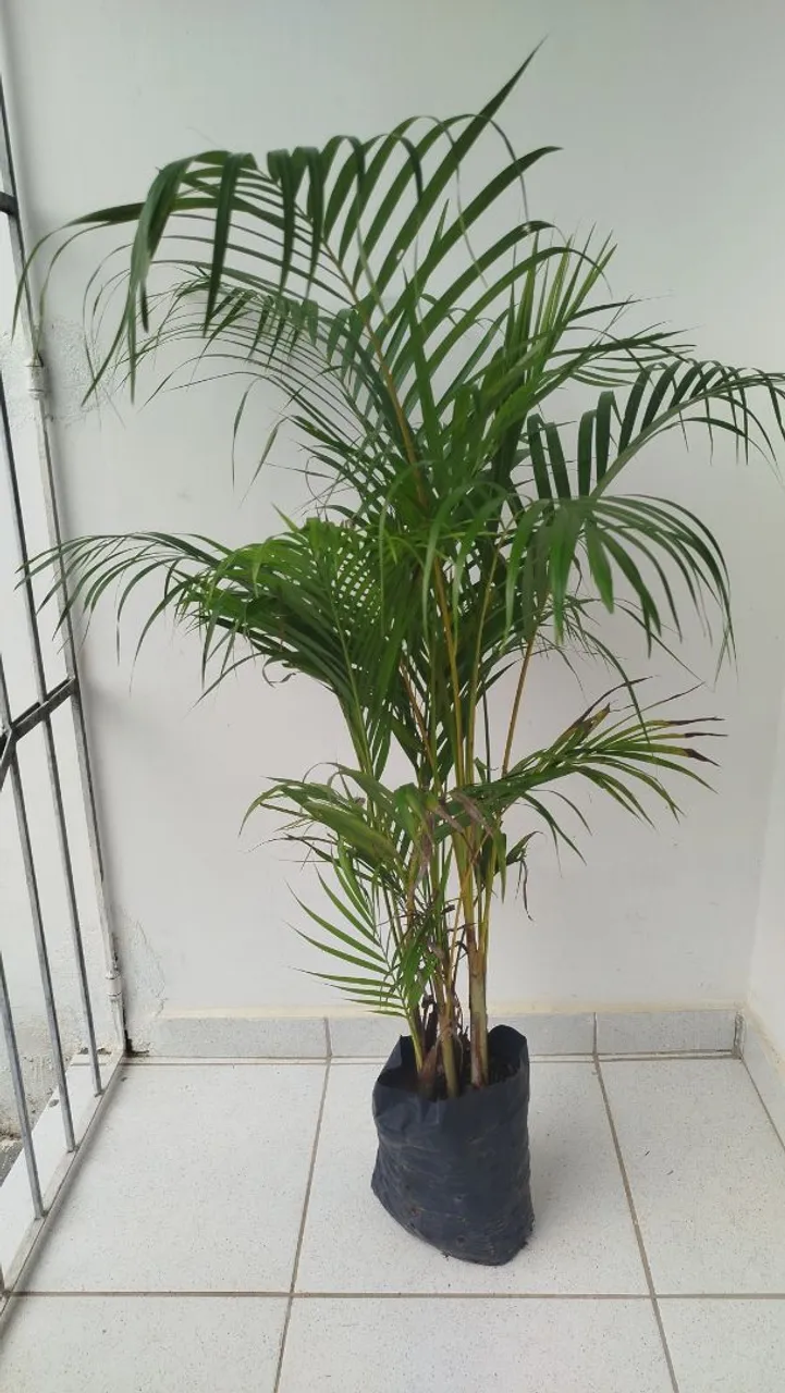 Palmeira Areca entrega grátis