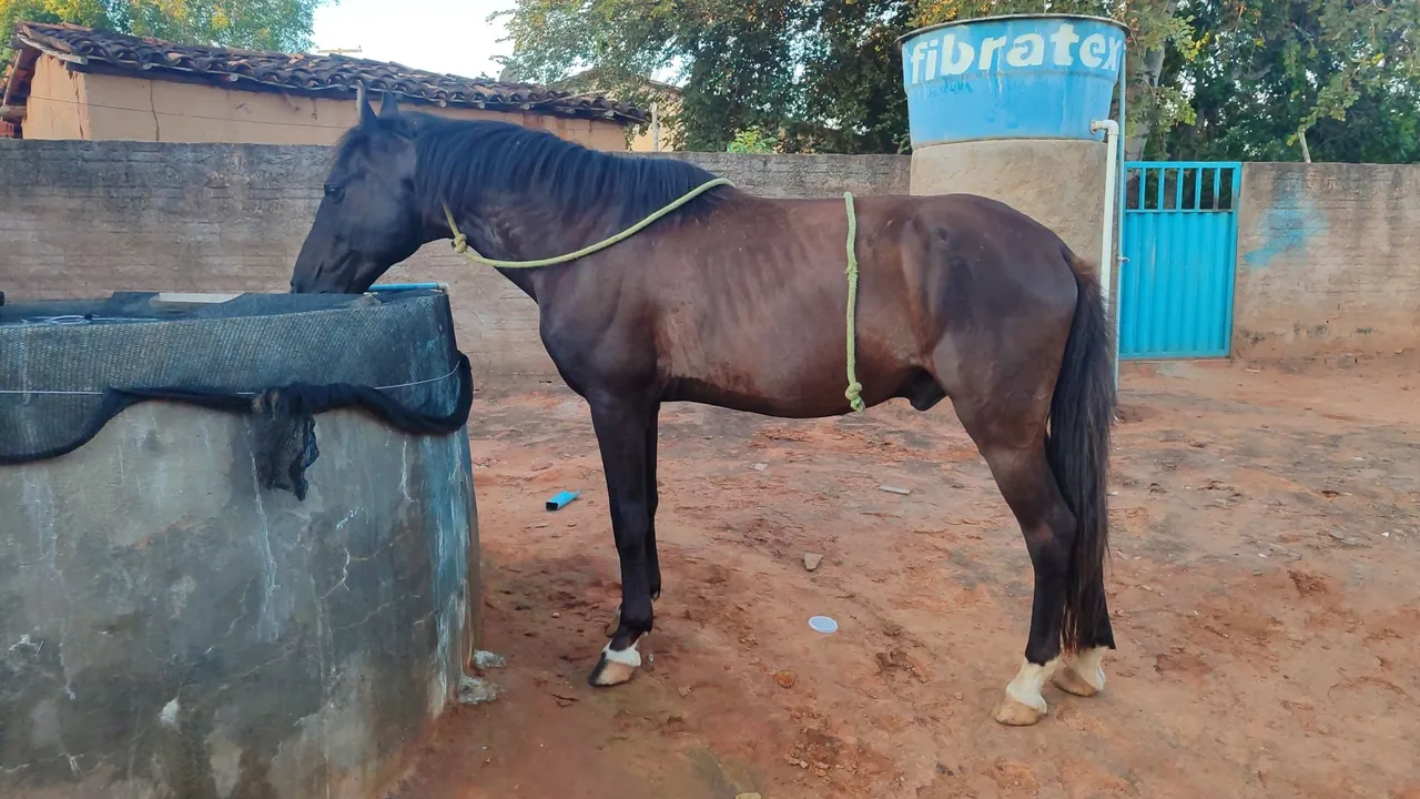 Cavalo campolina aceito ofertas