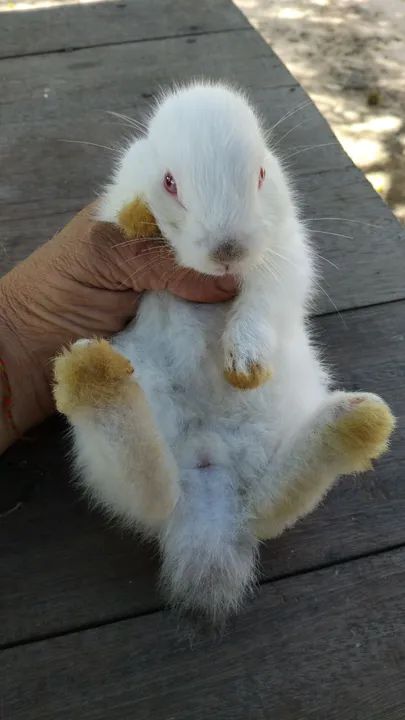 Raça Nova Zelândia  - Foto 3